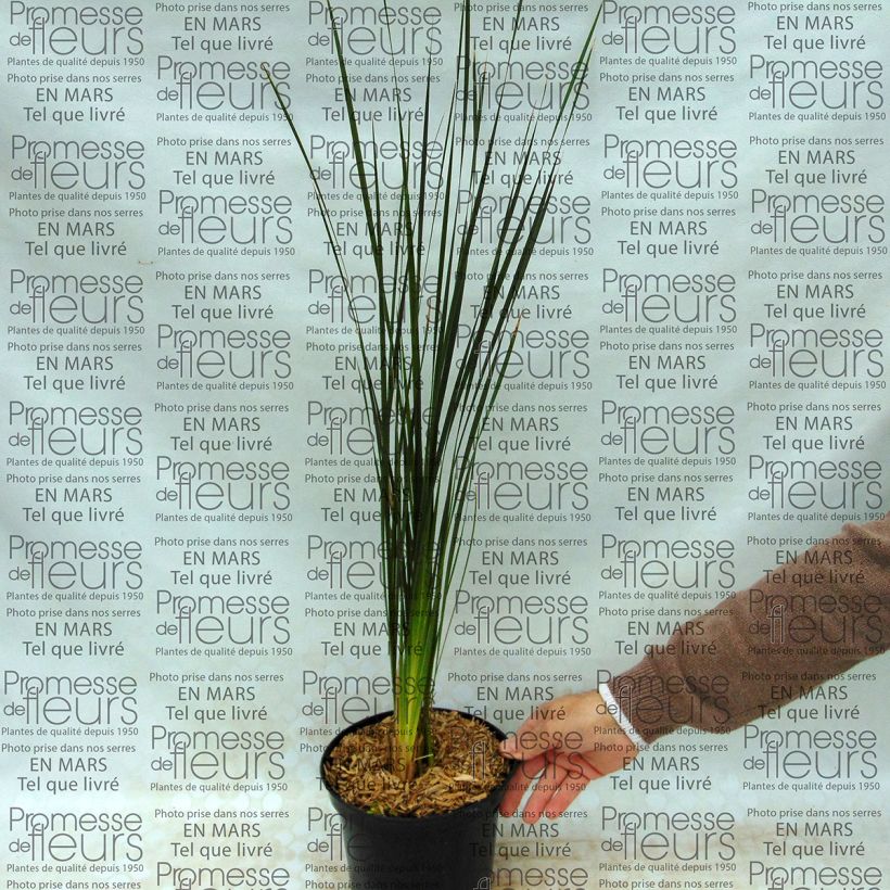 Esempio di esemplare Dierama Guinevere Vaso da 2L/3L come consegnato