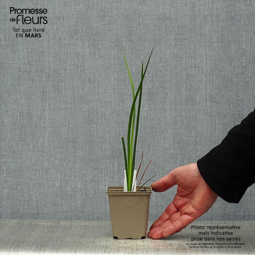 Dierama trichorhizum Vasetto da 8/9 cm esemplare consegnato in primavera