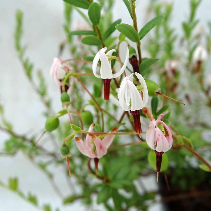 Vaccinium macrocarpon Pilgrim - Mirtillo rosso americano (Flowering)