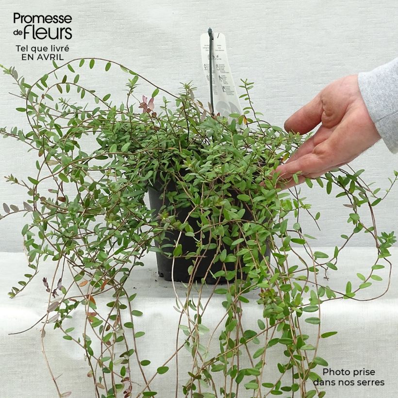 Example of Vaccinium macrocarpon Pilgrim - Mirtillo rosso americano Vaso da 1,5L/2L, A cespuglio as you get in printemps