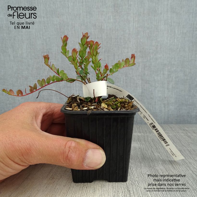 Example of Vaccinium macrocarpon Pilgrim - Mirtillo rosso americano Vasetto da 8/9 cm as you get in printemps