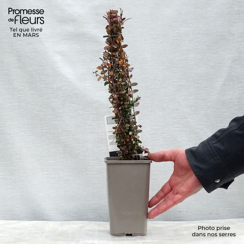 Example of Vaccinium macrocarpon - Mirtillo rosso americano Vaso da 1,5L/2L, A cespuglio as you get in printemps