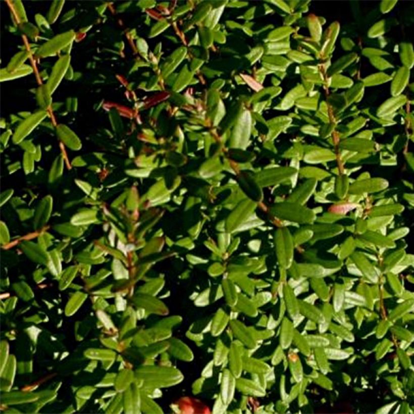 Vaccinium macrocarpon Pilgrim - Mirtillo rosso americano (Foliage)
