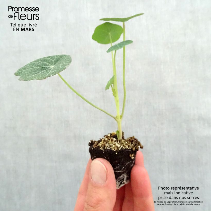 Example of Nasturzio Banana split mini zolla... as you get in printemps