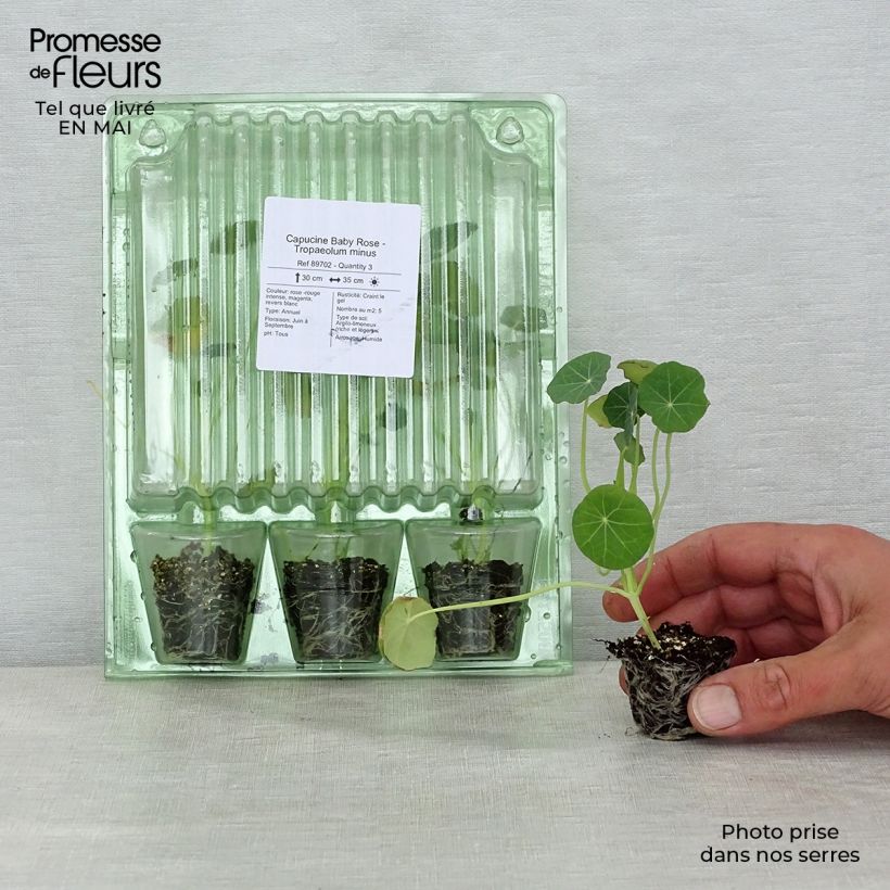 Tropaeolum minus Baby Rose mini zolla... esemplare consegnato in primavera