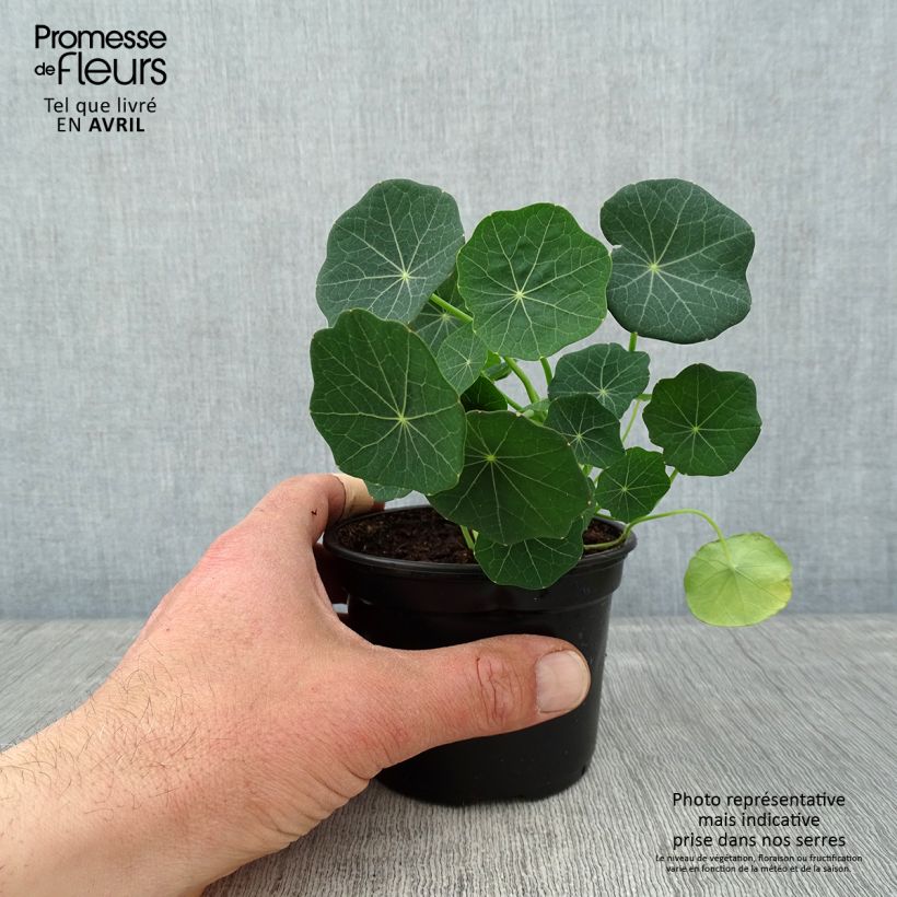 Tropaeolum minus Baby Rose Vasetto da 8/9 cm esemplare consegnato in primavera