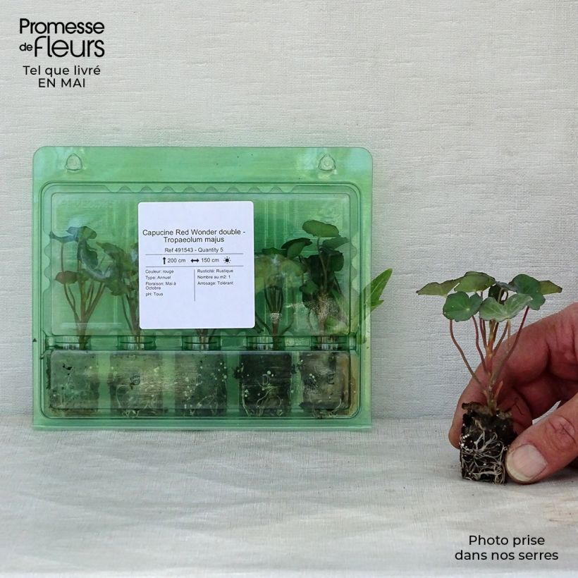 Example of Nasturzio Red wonder Mini zolla Ø 1,5/2,5 cm as you get in printemps