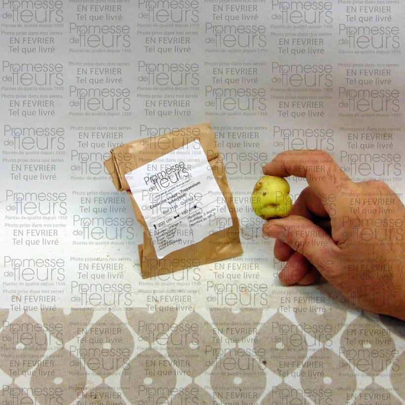 Example of Tropaeolum tuberosum - Nasturzio Bulbo as you get