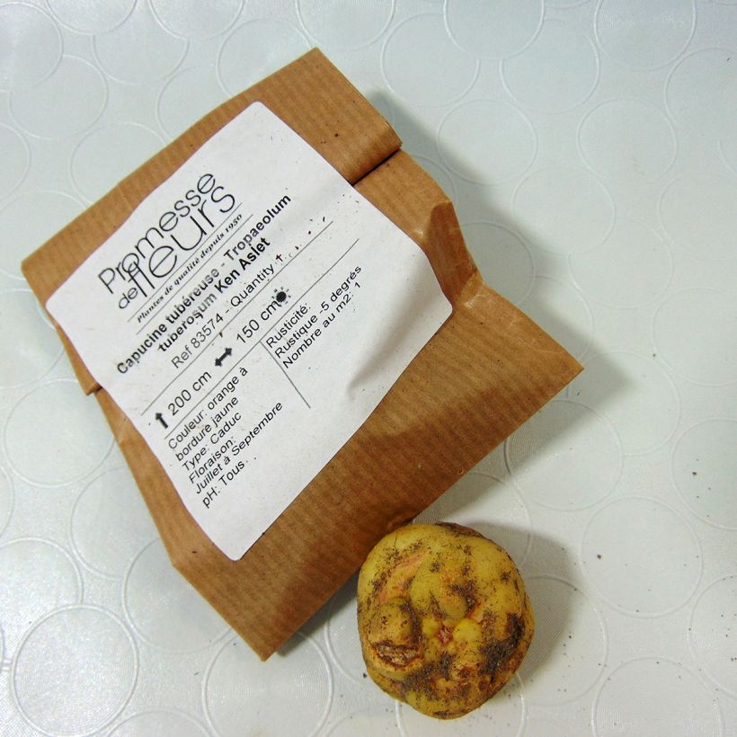 Esempio di esemplare Tropaeolum tuberosum var. lineamaculatum Ken Aslet Bulbo come consegnato