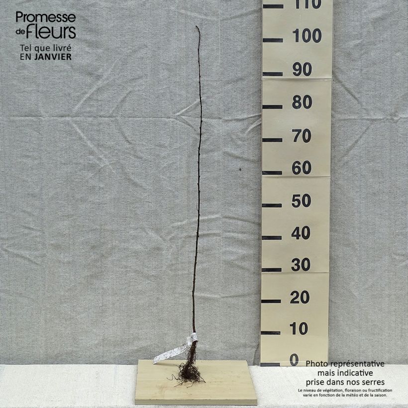 Example of Caragana arborescens Piante piccole a radice nuda as you get in hiver