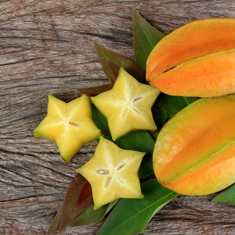 Carambola Arkin - Averrhoa carambola (Raccolta)