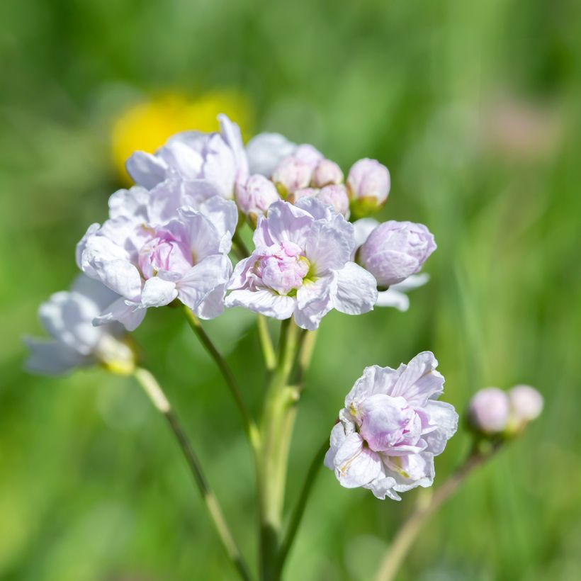 Cardamine pratensis Flore Pleno - Billeri dei prati (Fioritura)