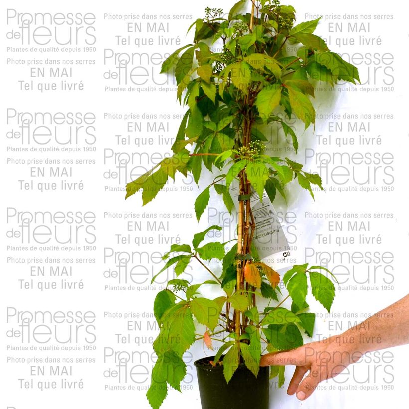 Esempio di esemplare Cardamine quinquefolia - Dentaria a cinque foglie Vasetto da 8/9 cm come consegnato