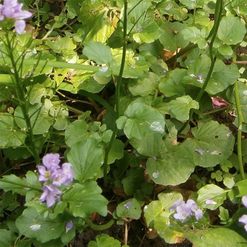 Cardamine raphanifolia - Dentaria (Fogliame)