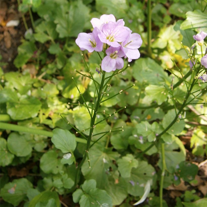 Cardamine raphanifolia - Dentaria (Porto)