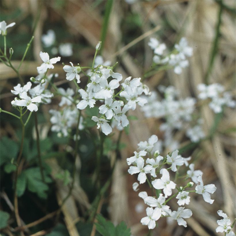 Cardamine trifolia - Billeri a tre foglie (Flowering)