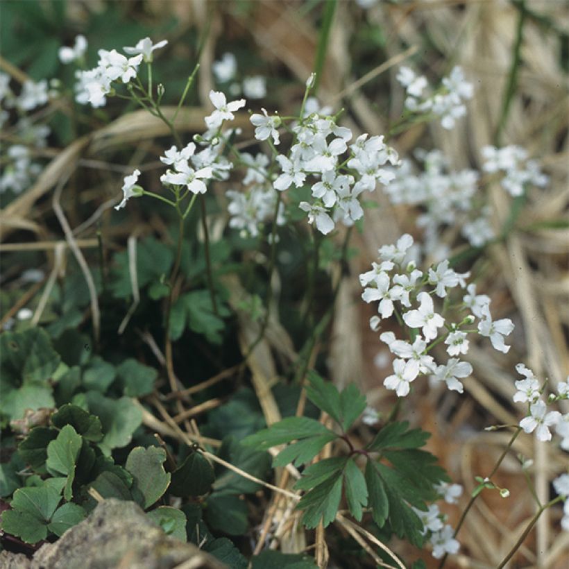Cardamine trifolia - Billeri a tre foglie (Plant habit)
