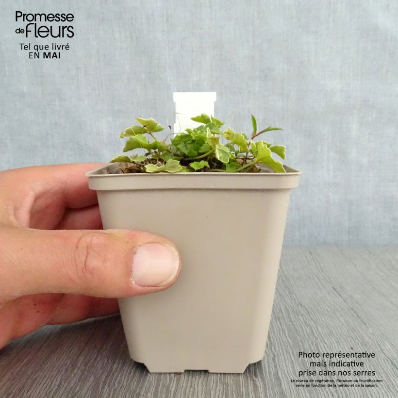Example of Cardamine trifolia - Billeri a tre foglie Vasetto da 8/9 cm as you get in printemps