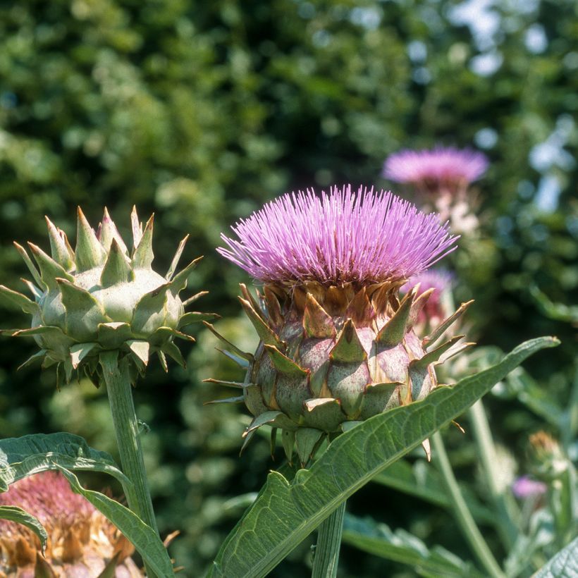 Cardo plein blanc inerme (Flowering)