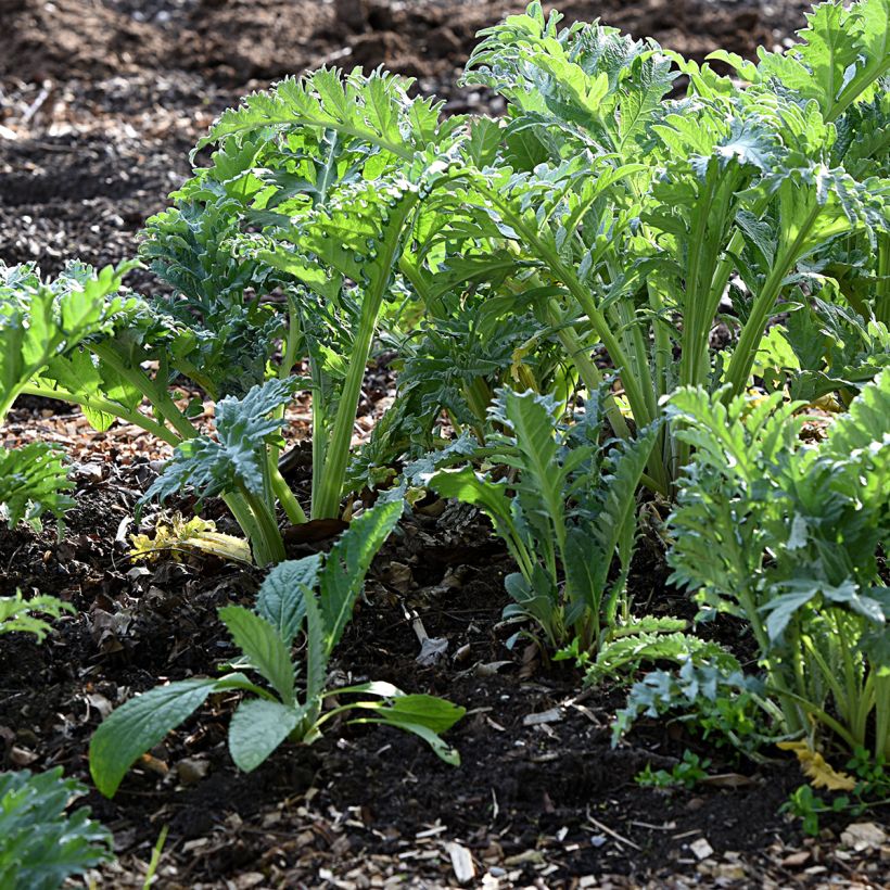 Cardo d'Alger (Plant habit)