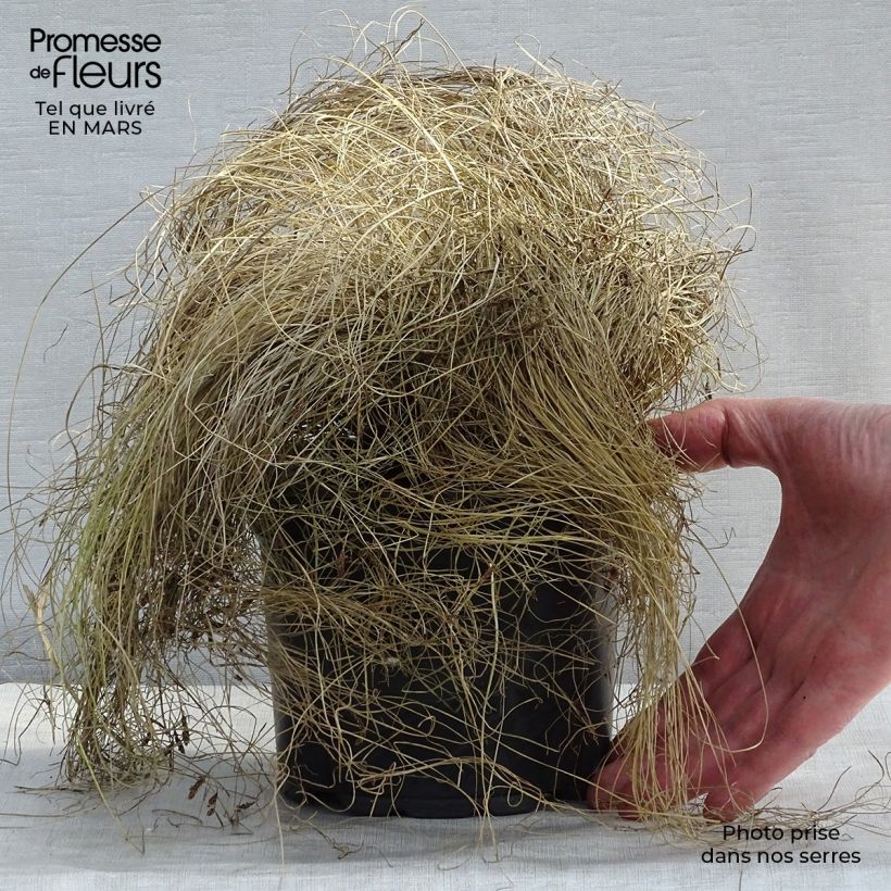 Example of Carex comans Frosted Curls Vaso da 2L/3L as you get in printemps