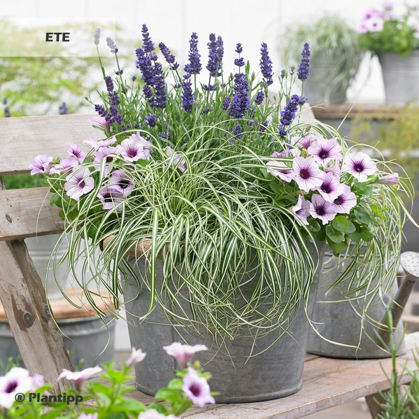 Carex oshimensis EverColor Everlite - Carice giapponese (Porto)