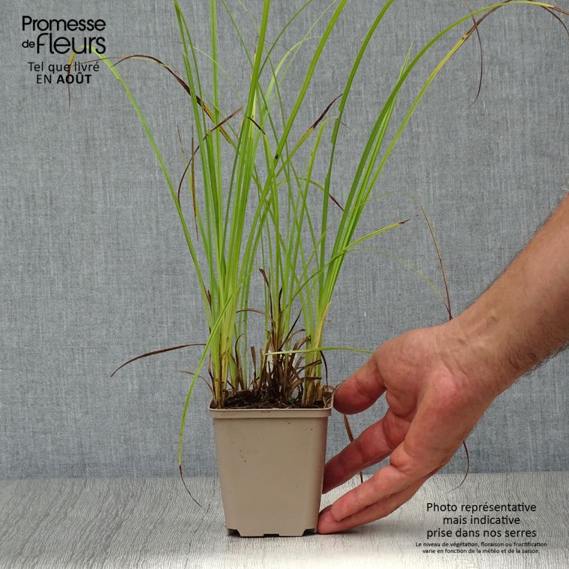 Esemplare di Carex acutiformis - Carice tagliente Vasetto da 8/9 cm consegnato in estate