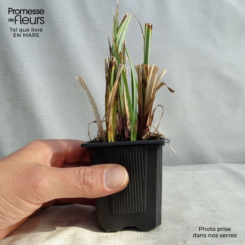 Example of Carex acutiformis - Carice tagliente Vasetto da 8/9 cm as you get in printemps