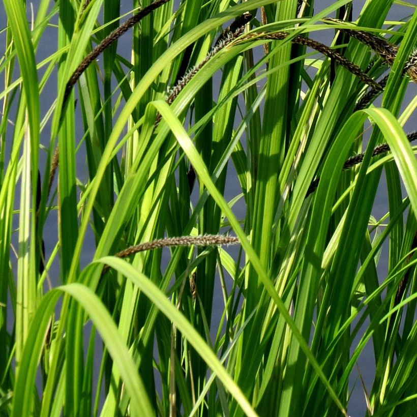 Carex acutiformis - Carice tagliente (Foliage)