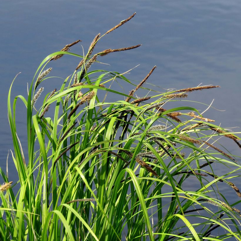 Carex acutiformis - Carice tagliente (Plant habit)