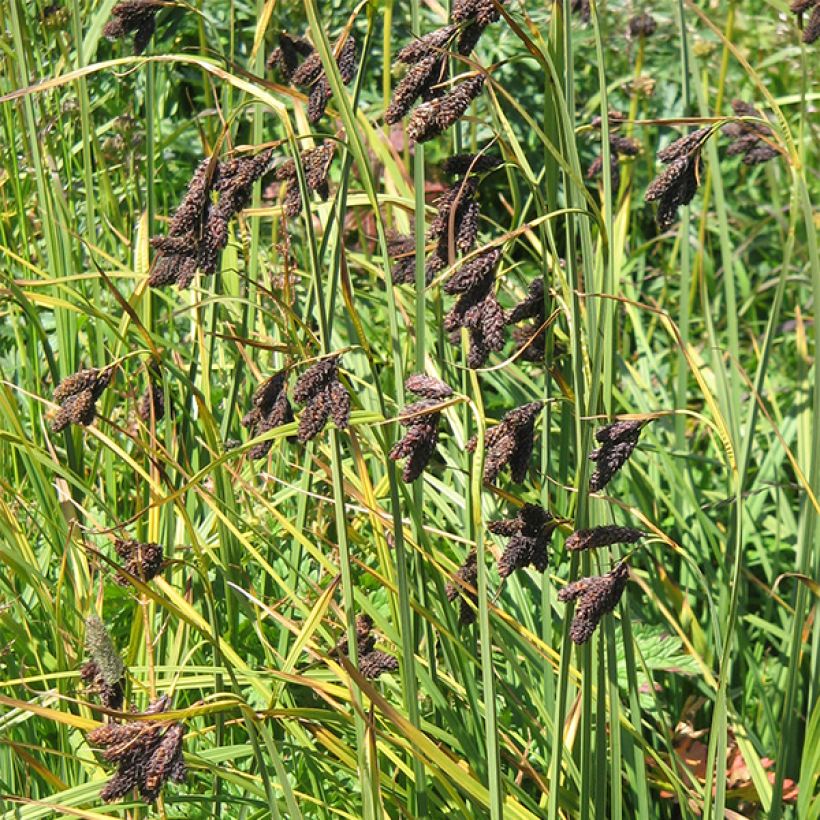 Carex atrata - Carice abbronzata (Flowering)