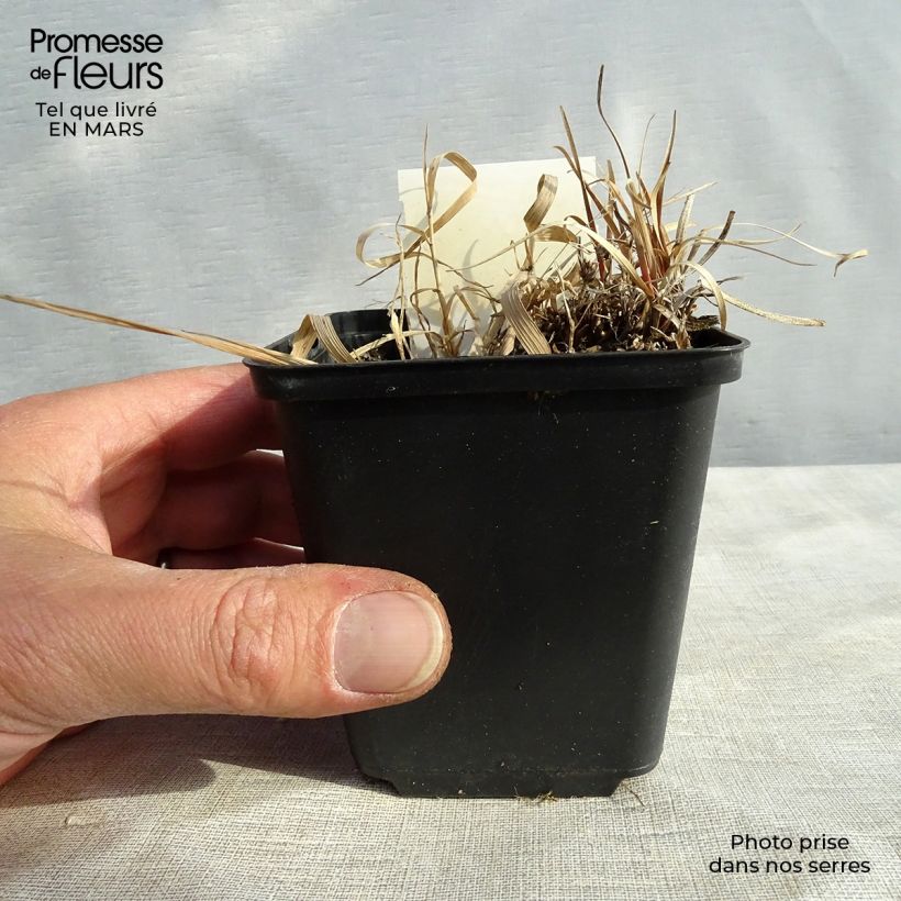 Carex berggrenii Vasetto da 8/9 cm esemplare consegnato in inverno