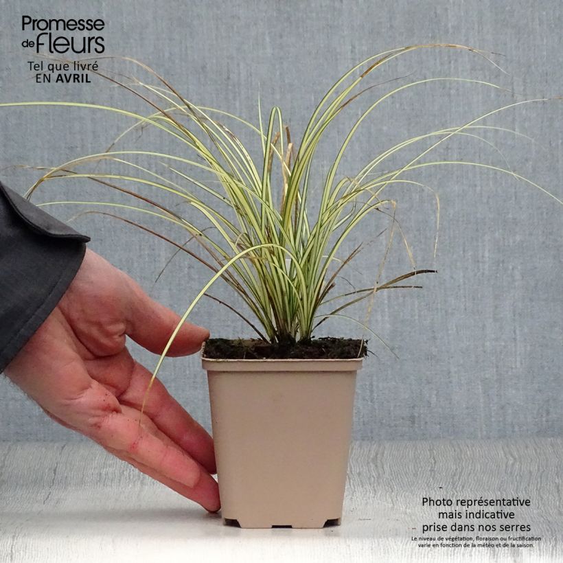 Carex brunnea Jenneke Vasetto da 8/9 cm esemplare consegnato in primavera