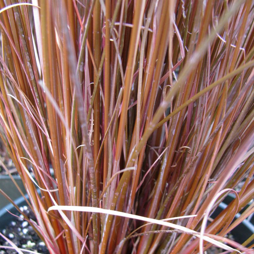 Carex buchananii Red Rooster - Carice di Buchanan (Fogliame)