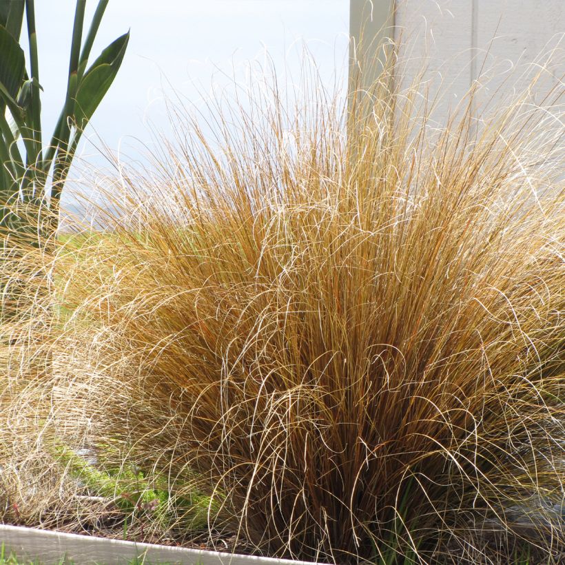 Carex buchananii Red Rooster - Carice di Buchanan (Porto)