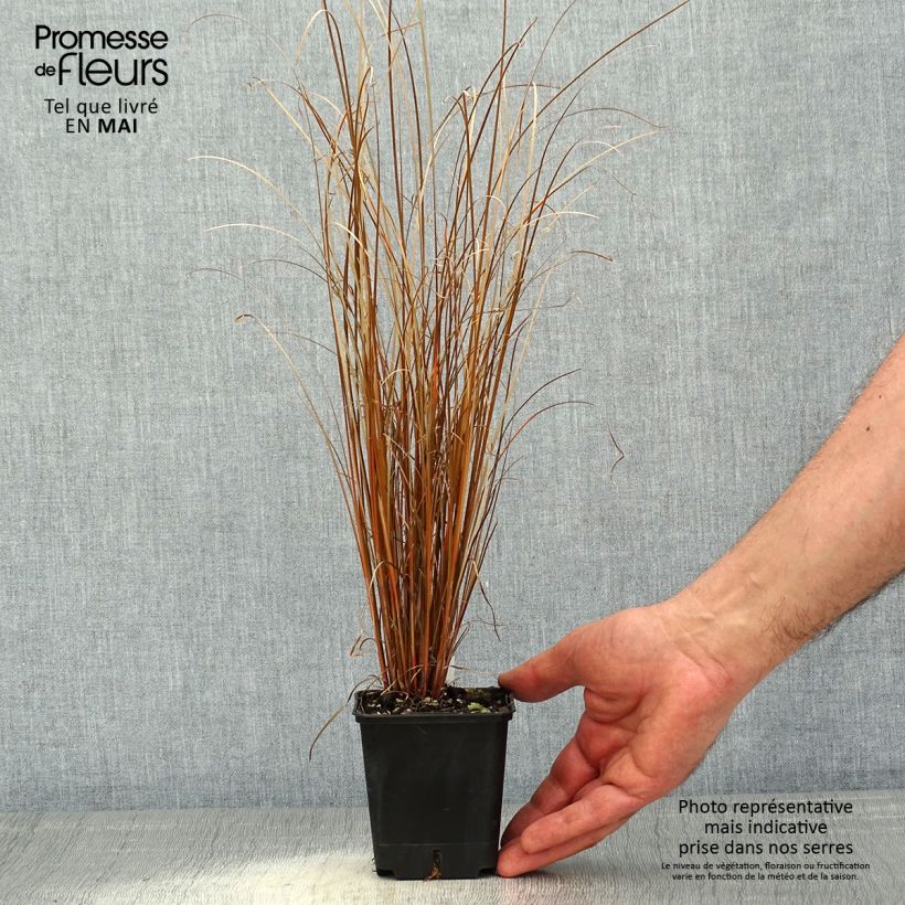 Carex buchananii Red Rooster - Carice di Buchanan Vasetto da 8/9 cm esemplare consegnato in primavera