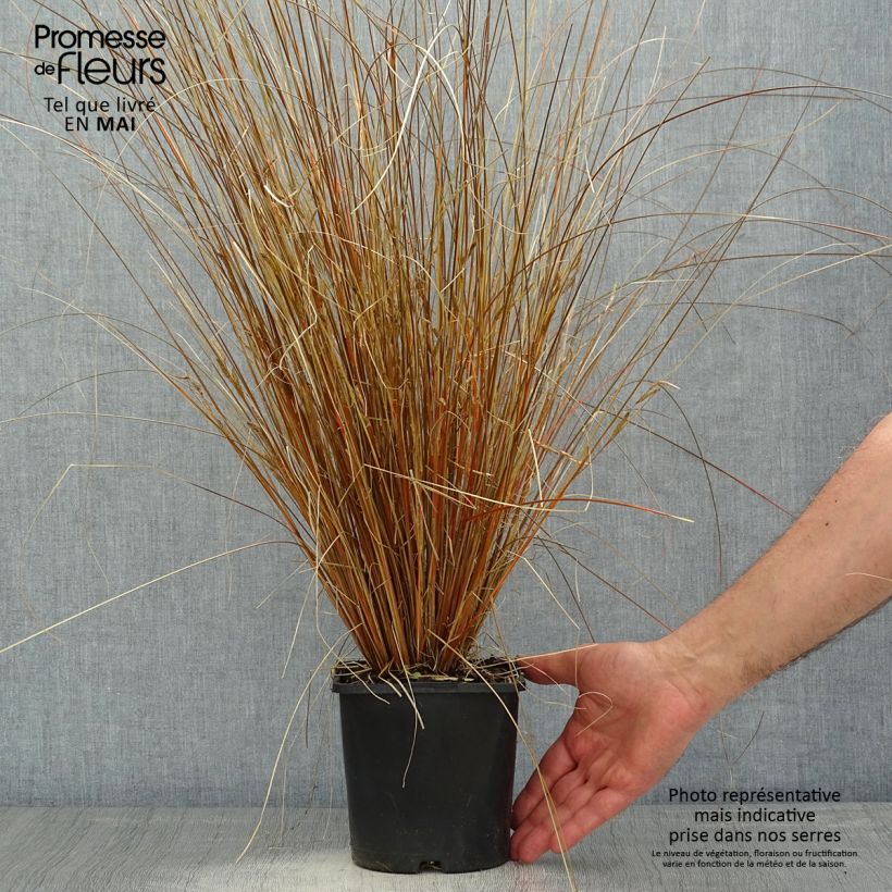 Carex buchananii Red Rooster - Carice di Buchanan Vaso da 2L/3L esemplare consegnato in primavera