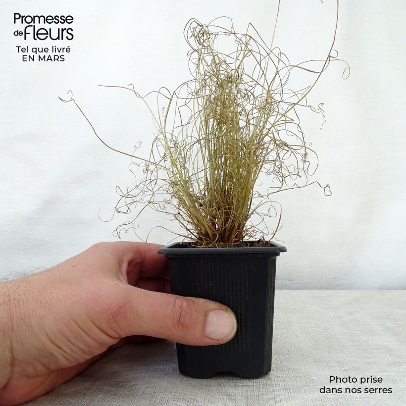 Carex buchananii Viridis - Carice di Buchanan Vasetto da 8/9 cm esemplare consegnato in primavera