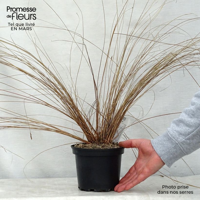 Carex buchananii - Carice di Buchanan Vaso da 2L/3L esemplare consegnato in primavera
