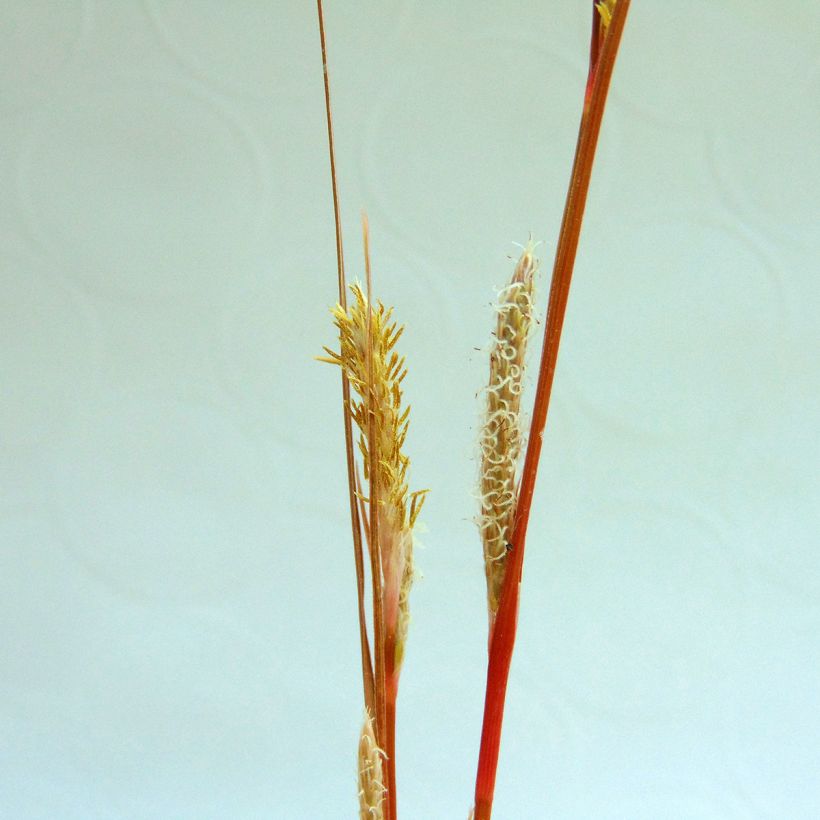 Carex buchananii - Carice di Buchanan (Fioritura)