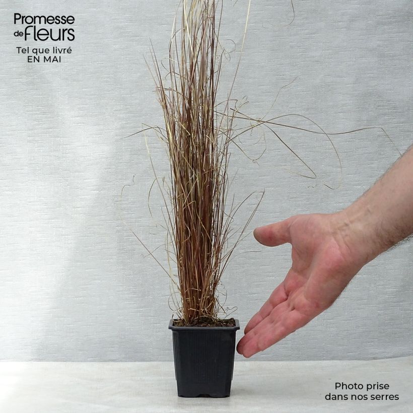 Carex buchananii - Carice di Buchanan Vasetto da 8/9 cm esemplare consegnato in primavera