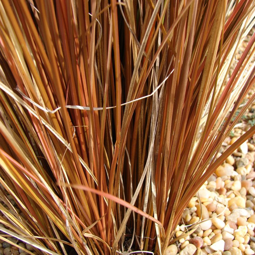 Carex comans Bronco (Fogliame)