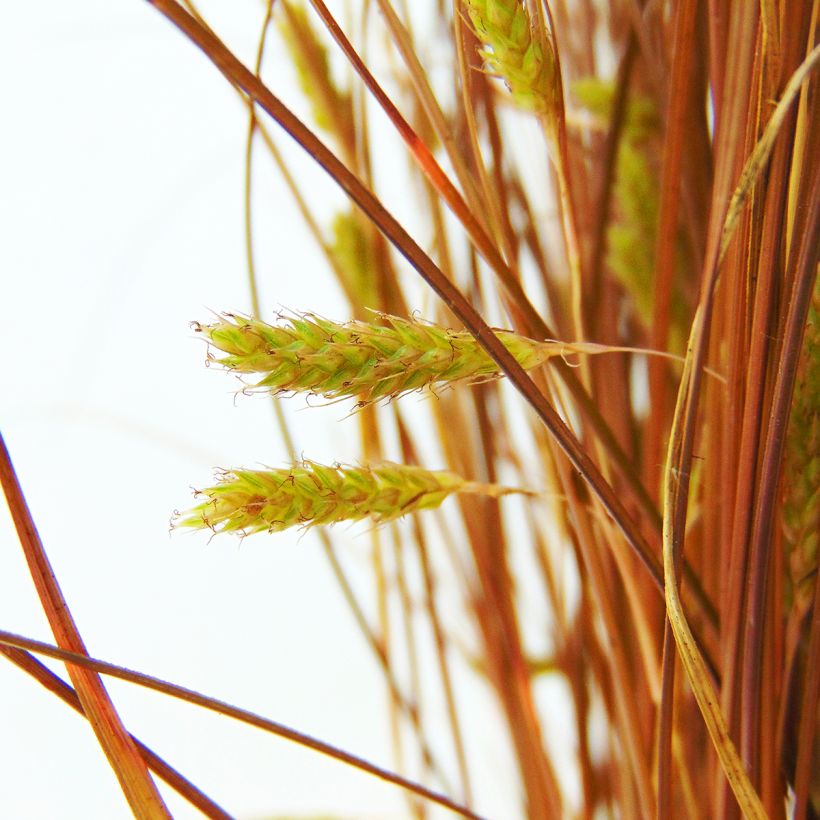 Carex comans Bronze Form (Fioritura)