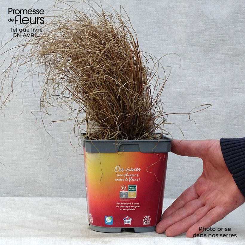 Carex comans Bronze Form Vaso da 2L/3L esemplare consegnato in primavera
