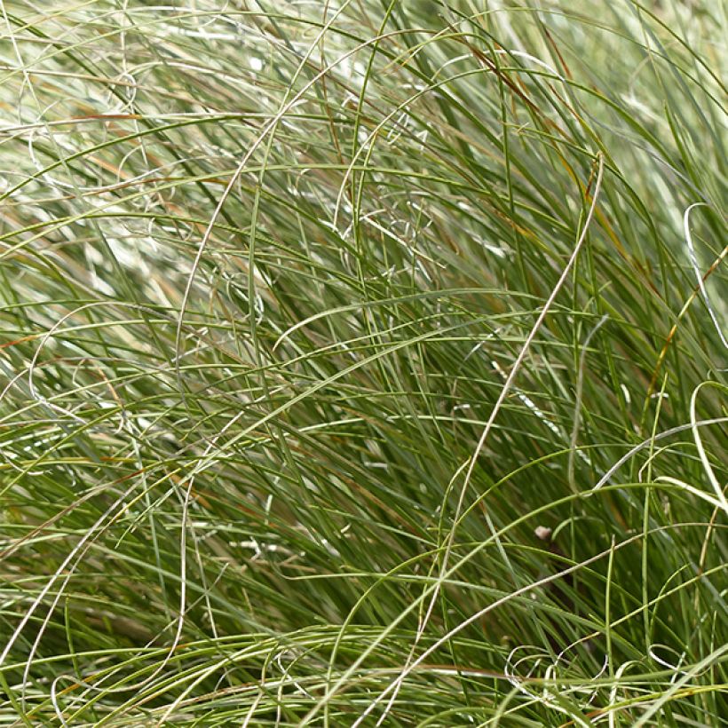 Carex comans Frosted Curls (Foliage)