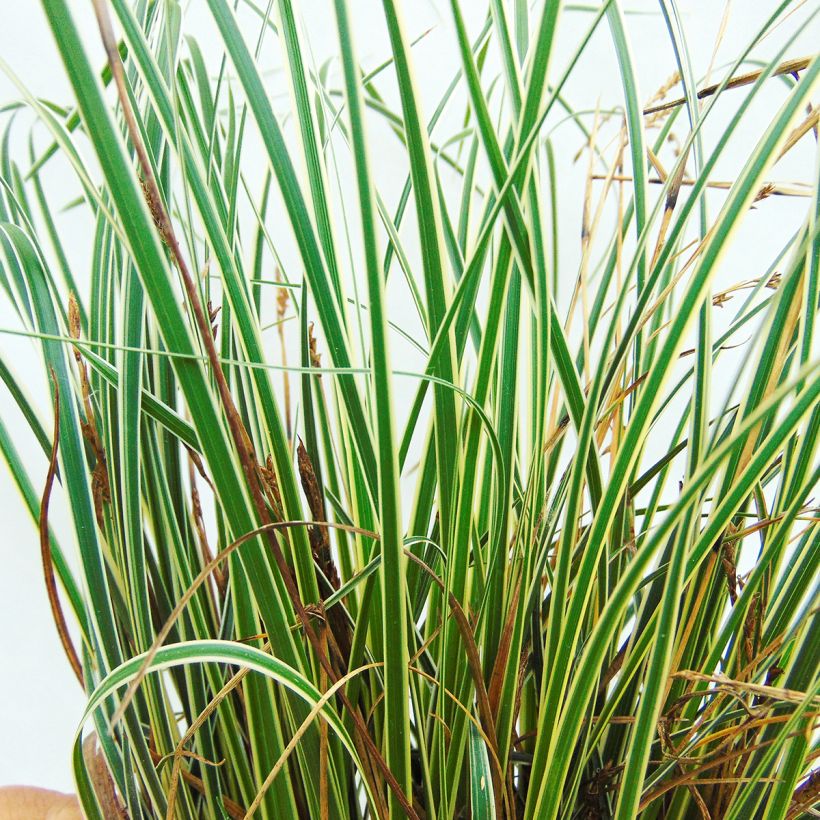 Carex conica Snowline (Foliage)