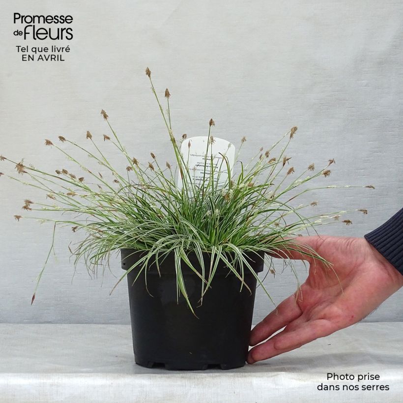 Example of Carex conica Snowline Vasetto da 8/9 cm as you get in printemps