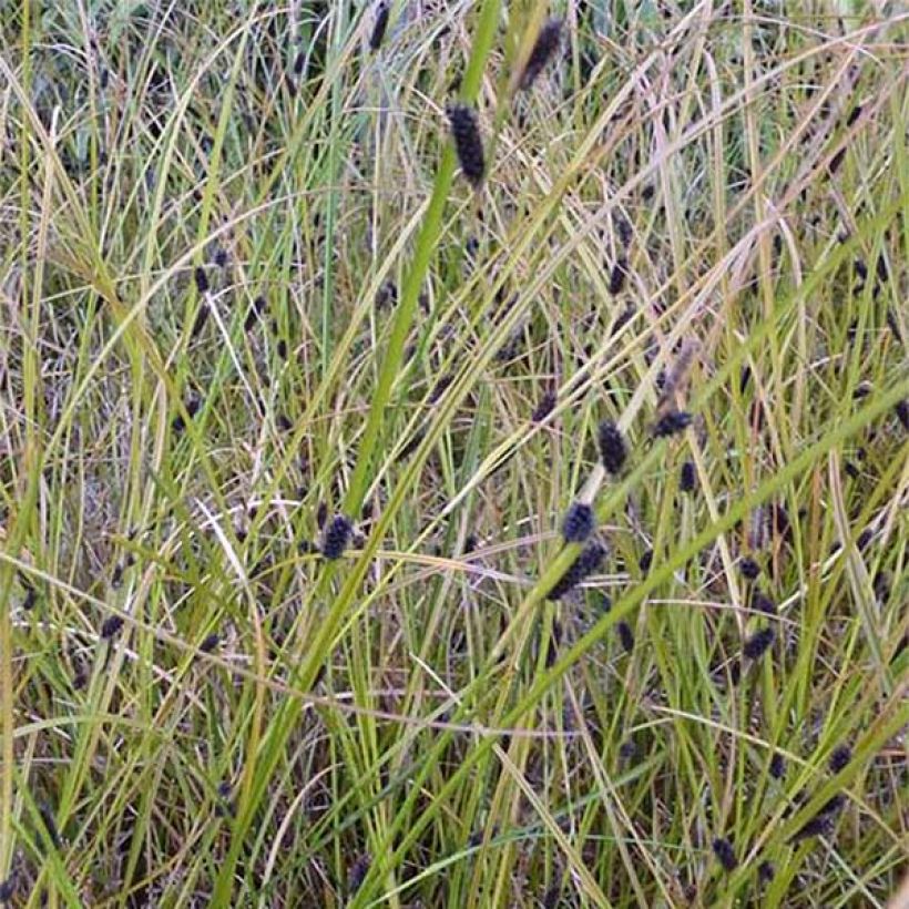 Carex dipsacea (Fioritura)