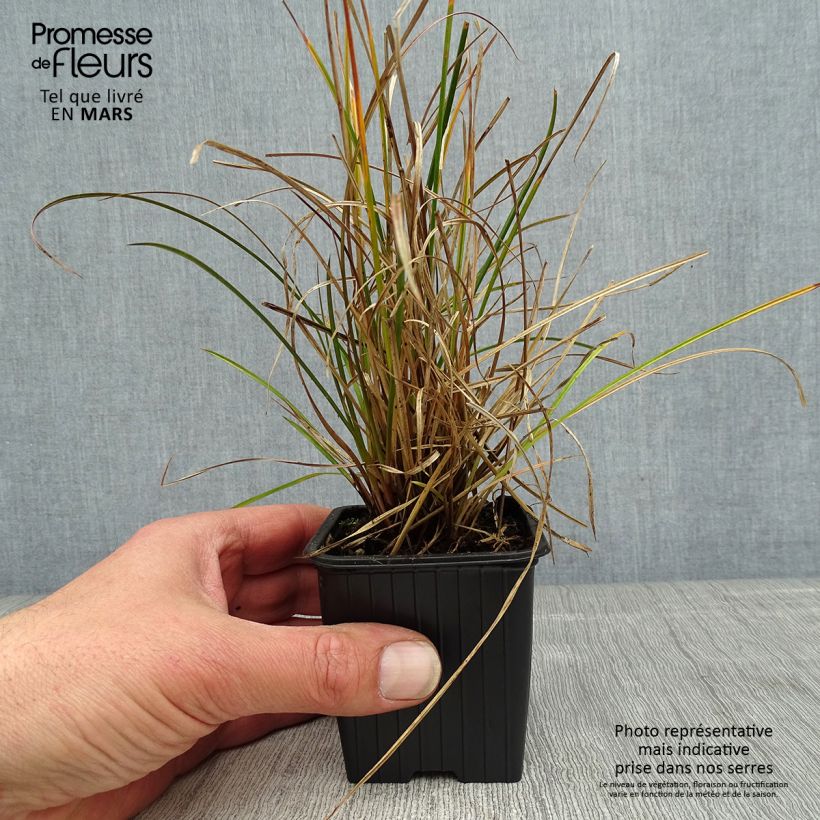Carex dipsacea Vasetto da 8/9 cm esemplare consegnato in primavera