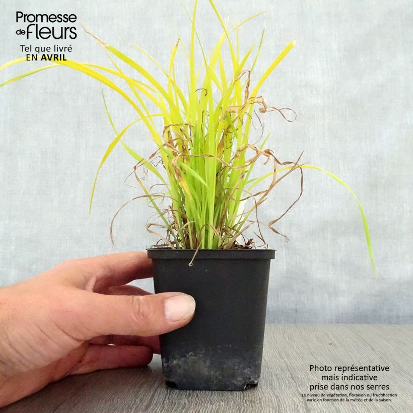 Example of Carex elata Aurea Vasetto da 8/9 cm as you get in printemps